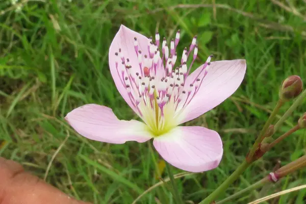 Cleome chelidonii 01
