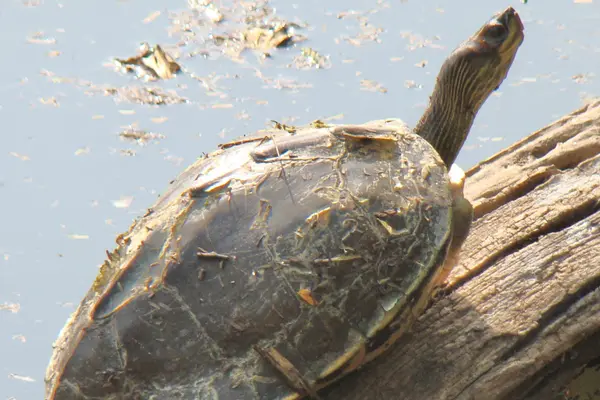 Indian Roofed Turtle, Keoladeo National Park, Bharatpur, RJ, IN imported from iNaturalist 