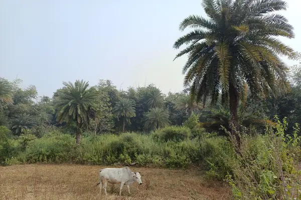 Bokaro Steel City