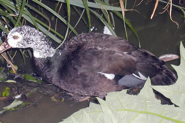 White-winged.wood.duck.arp