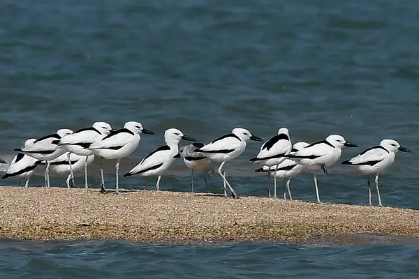 Crab-plovers at Balachadi, Jamnagar, Gujarat. AMSM7208