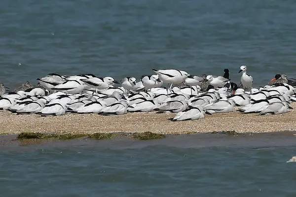 Crab Plover at Balachadi, Jamnagar, Gujarat AMSM7081