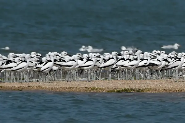 Crab Plover at Balachadi, Jamnagar, Gujarat. AMSM7141