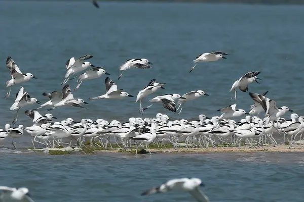 Crab Plover at Balachadi, Jamnagar, Gujarat AbMSM7466