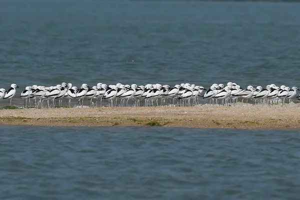 Crab-plovers at Balachadi, Jamnagar, Gujarat. AMSM7274
