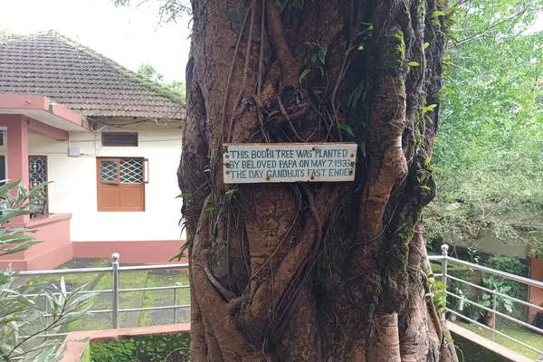 Tree in Anandashram, Kanhangad, Kasaragod District, Kerala, India.