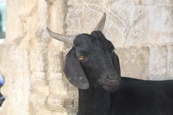 Melukote, Karnataka