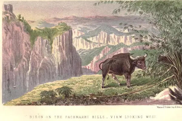 BisonPachmarhi