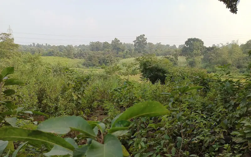 Pakur