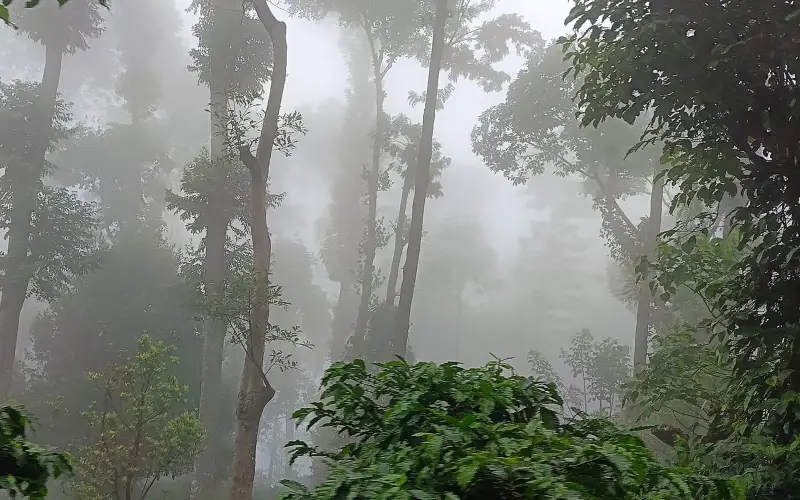 Yercaud place