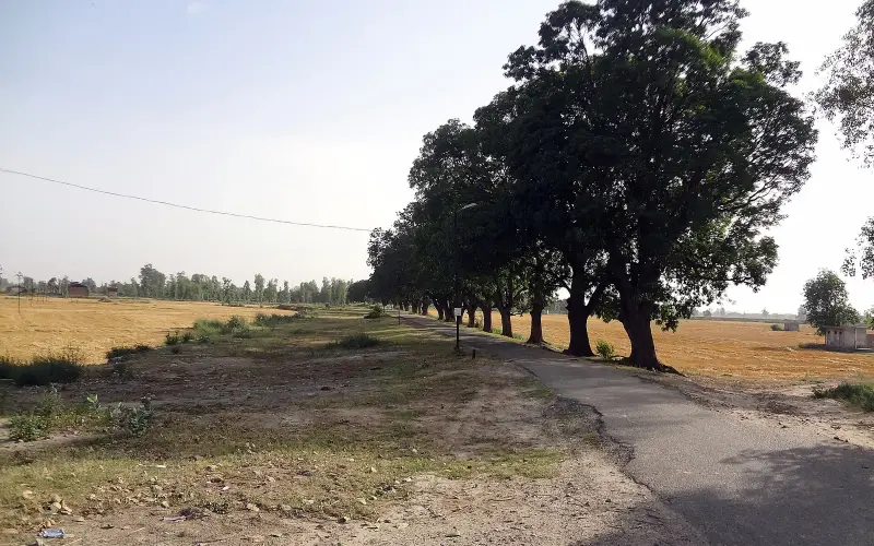 Village road near Harike, Punjab, India