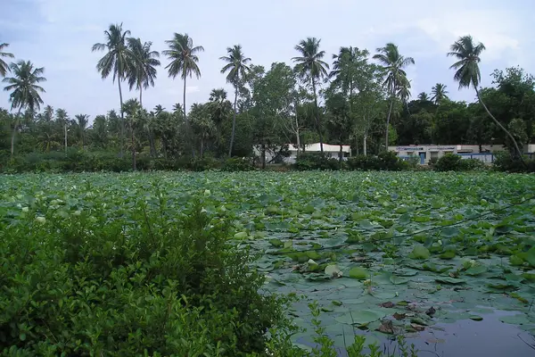 Mutharasanallur1